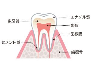 木更津市清見台の歯科医院、清見台いしい歯科では、歯がしみたり痛んだりする知覚過敏の原因を探り、的確な治療につなげて症状を改善いたします。